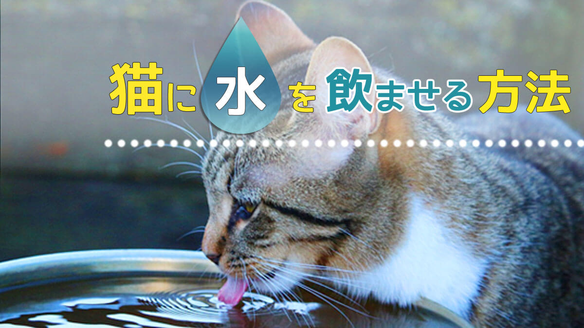 猫が水を飲まない！飲んでくれるオススメの8つの方法！少しの工夫でOK！ のはらねこ