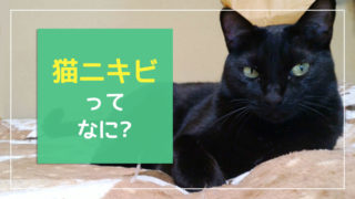 猫にビオフェルミンを与えてもいい どのくらいの量で 注意点は お答えします のはらねこ