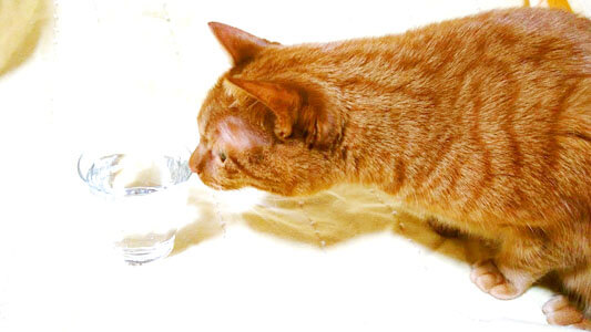 ブリタ水を飲む猫マロちゃん