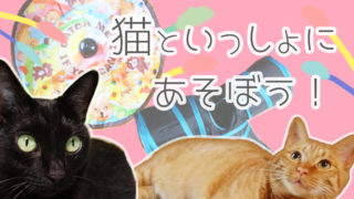 失敗しない猫のおもちゃ5選 飽きなかったオススメおもちゃはコレ のはらねこ