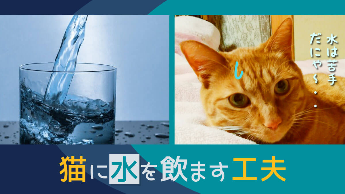 猫に水を飲ます方法