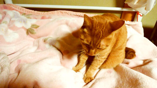 毛布をモミモミする猫1