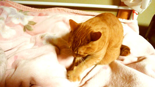 毛布をモミモミする猫2