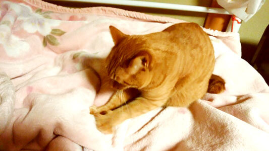 毛布をモミモミする猫6