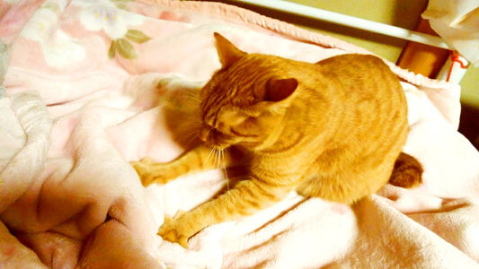 毛布をモミモミする猫5