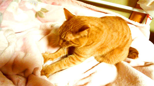 毛布をモミモミする猫4