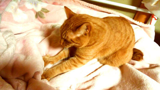 毛布をモミモミする猫3