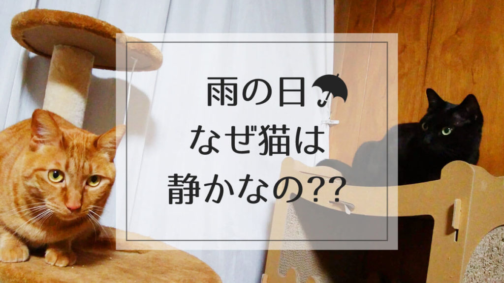 雨の日、猫が静かで寝てばかりな理由は？外にも出たがらないから心配。 のはらねこ 