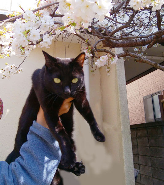 猫と桜全体像