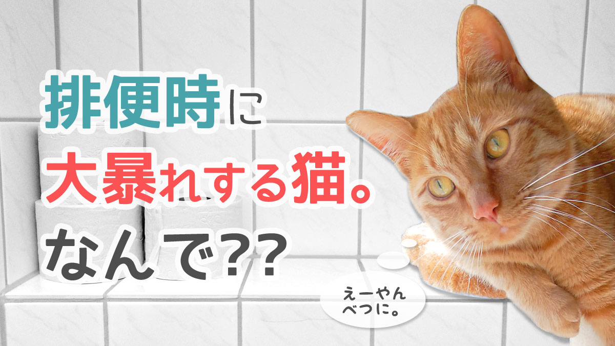 トイレハイの猫の謎