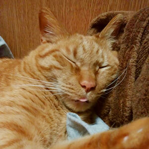 舌を出して寝る猫マロ