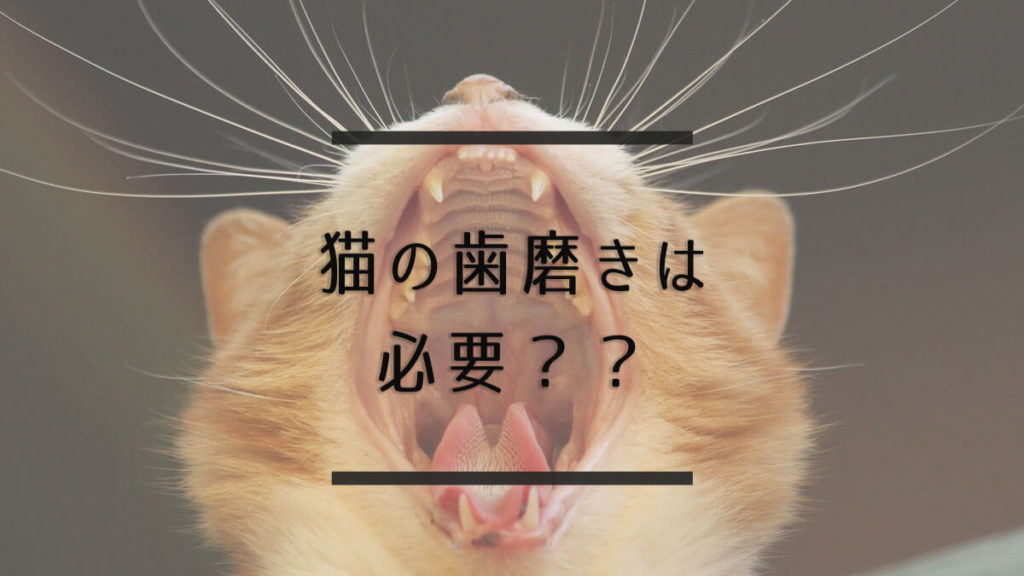 猫の牙がはみ出てる・左右長さが違う・歯茎や唇に食い込んでいる|原因・治療・対処方法 | のはらねこ