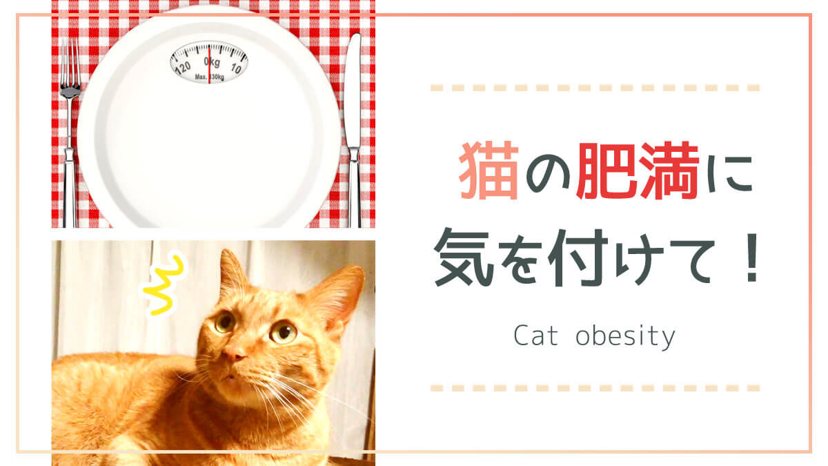 猫と肥満とダイエット