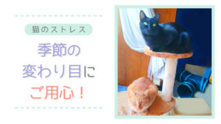 猫にビオフェルミンを与えてもいい どのくらいの量で 注意点は お答えします のはらねこ