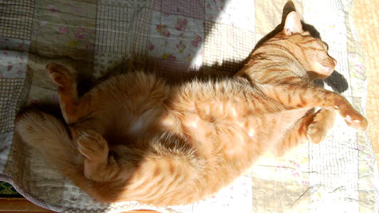 仰向けで寝る猫 maro