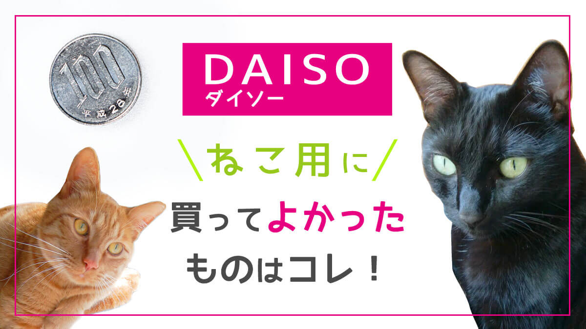 100均ダイソー 猫のお世話に使えるアイテム特集 買ってよかった リピ買い決定商品 のはらねこ