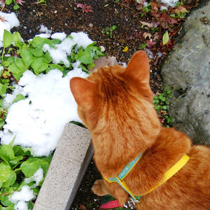 猫と雪と視力