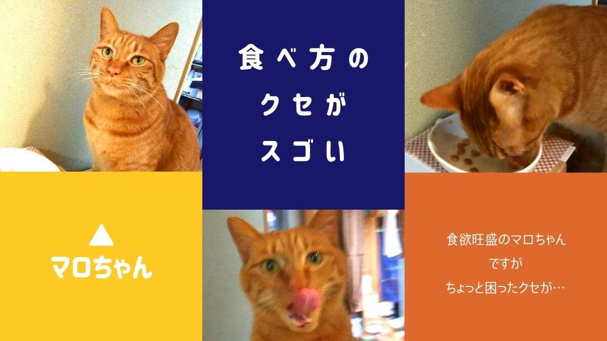 猫の食べ方のクセ