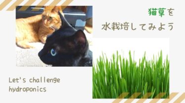 猫 のはらねこ