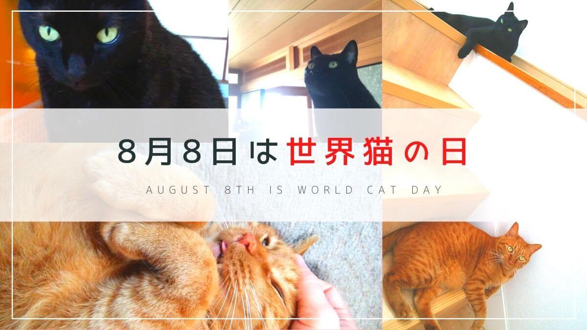 8月8日は「世界猫の日」