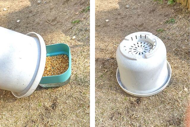ダイソー「スプラウトを育てる容器」で猫草栽培