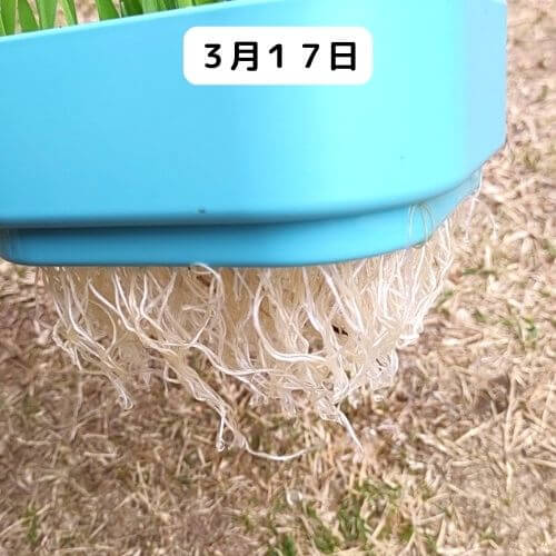 ダイソー「スプラウトを育てる容器」で猫草栽培